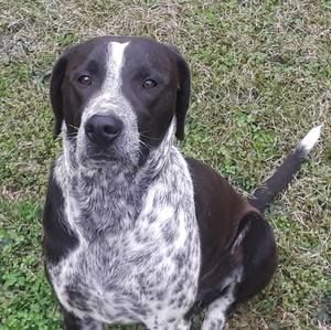 Meet your Posher, Gus